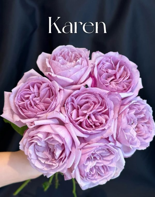 Karen Rose丨Your roses