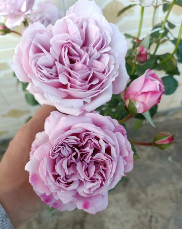 Karen Rose plant丨Your roses