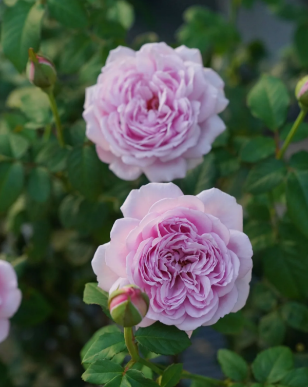 Karen Rose for sale丨Your roses