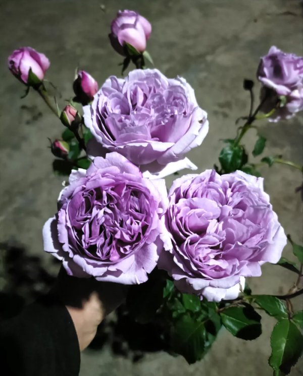 Karen Rose丨Your roses