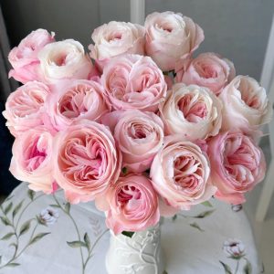 Katherine Renaissance Rose 丨Your roses