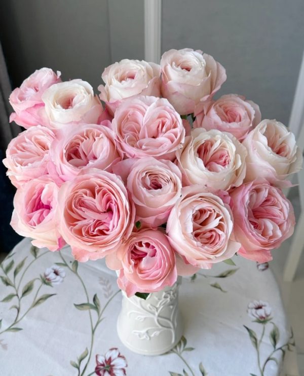 Katherine Renaissance Rose 丨Your roses