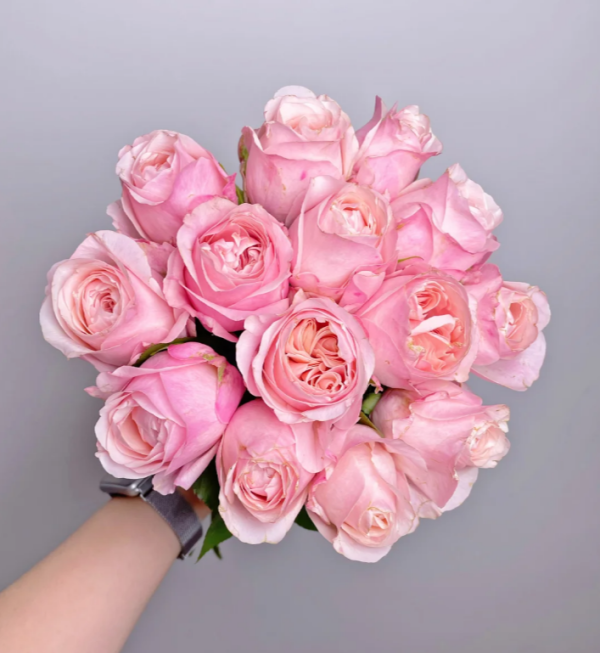 Katherine Renaissance Roses 丨Your roses