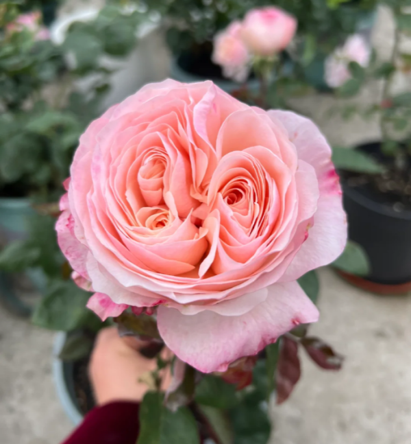 Katherine Renaissance Rose 丨Your roses