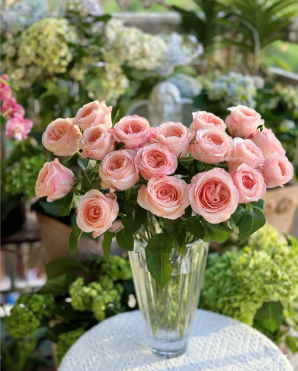Katherine Renaissance Rose for sale 丨Your roses