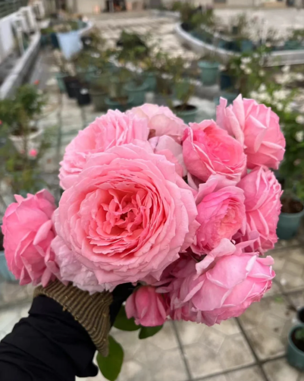 CLEcats Rose Memories Rose丨Your roses