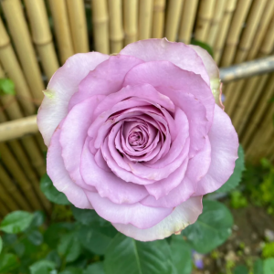 Lilac Classic Rose丨Your roses