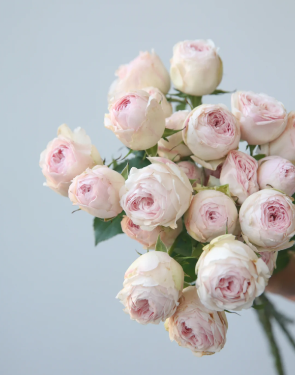 Mansfield Park Roses丨Your roses
