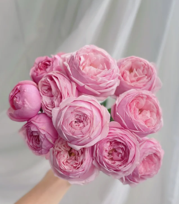 Mansfield Park Rose plant丨Your roses