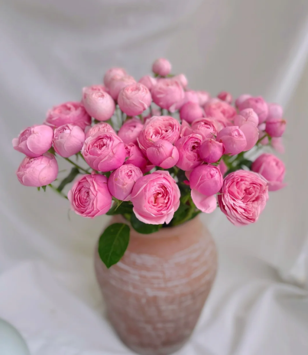 Mansfield Park Rose for sale丨Your roses
