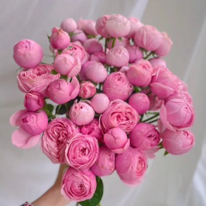 Mansfield Park Rose丨Your roses