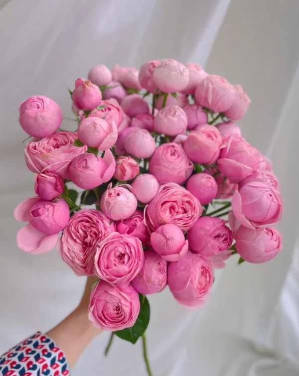 Mansfield Park Rose丨Your roses