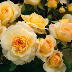 Marc-Antoine Charpentier Rose丨Your roses