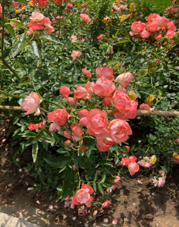 Rose Margo Koster丨Your roses