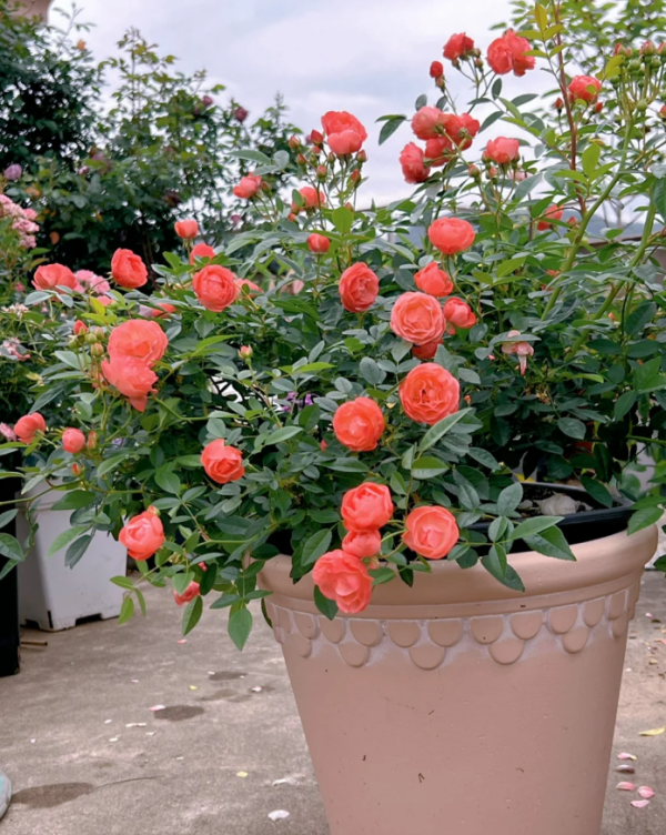 Margo Koster Roses丨Your roses