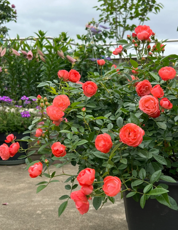 Margo Koster Rose for sale丨Your roses