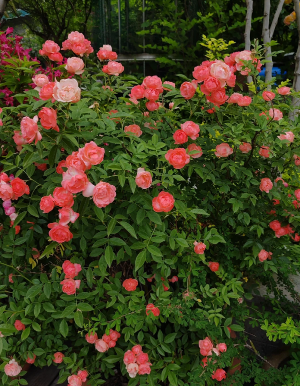 Margo Koster Rose plant丨Your roses