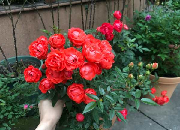 Margo Koster Rose丨Your roses