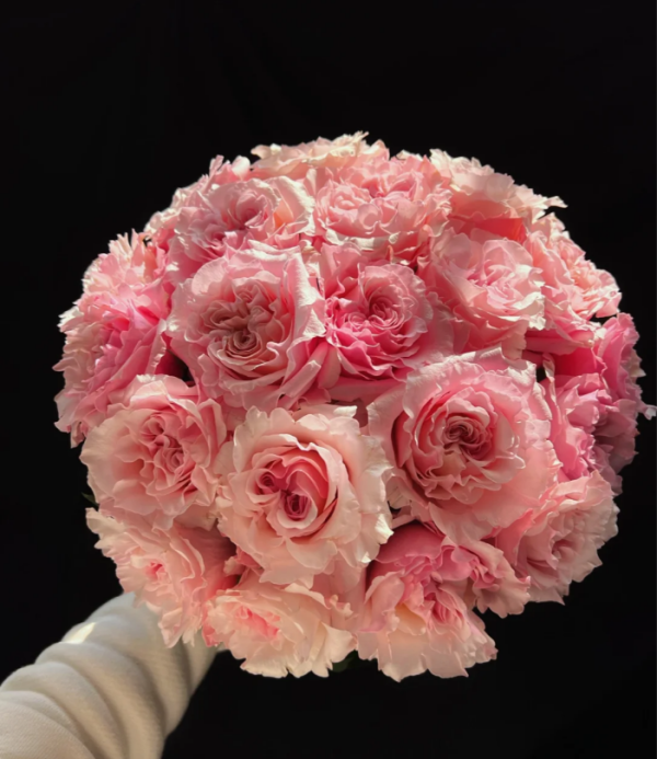 Mayra Peach Roses丨Your roses