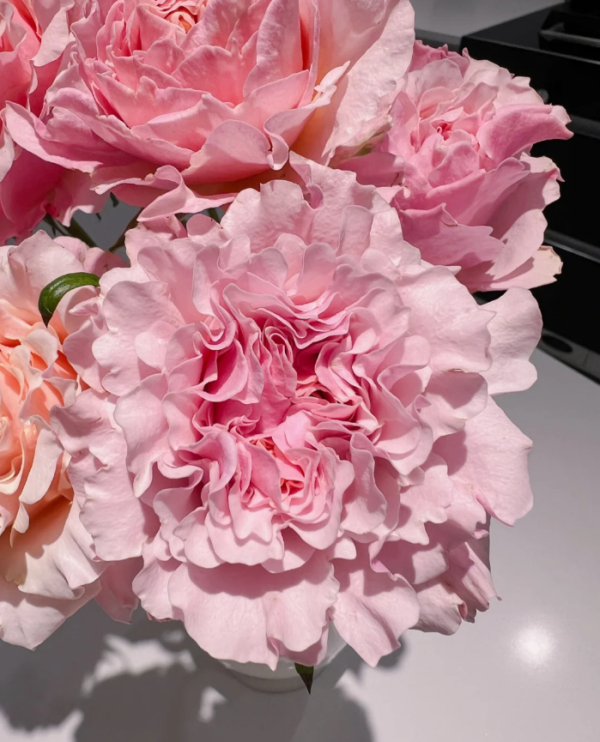 Mayra Peach Rose plant丨Your roses