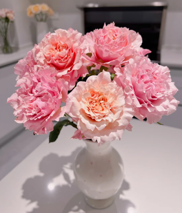 Mayra Peach Rose for sale丨Your roses