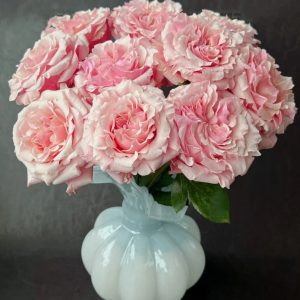 Mayra Peach Rose丨Your roses