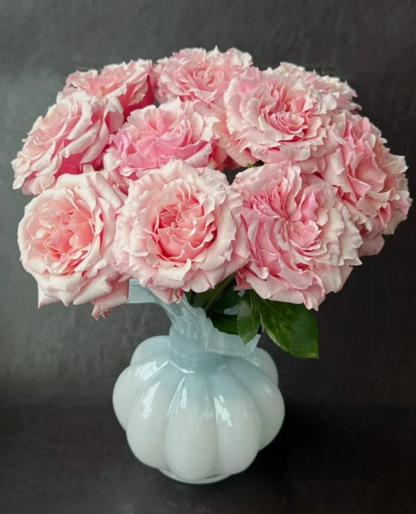Mayra Peach Rose丨Your roses