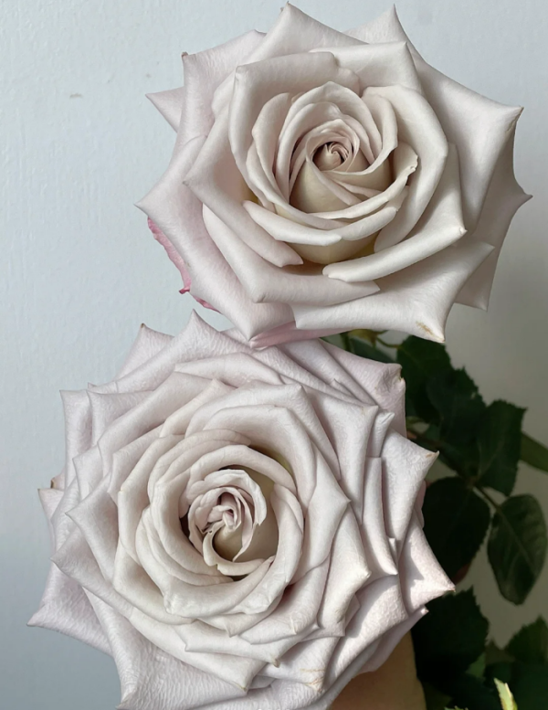 Menta Rose for sale丨Your roses