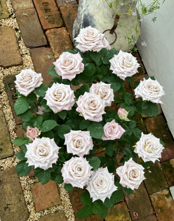 Menta Rose Plant丨Your roses