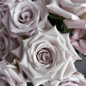 Menta Rose丨Your roses