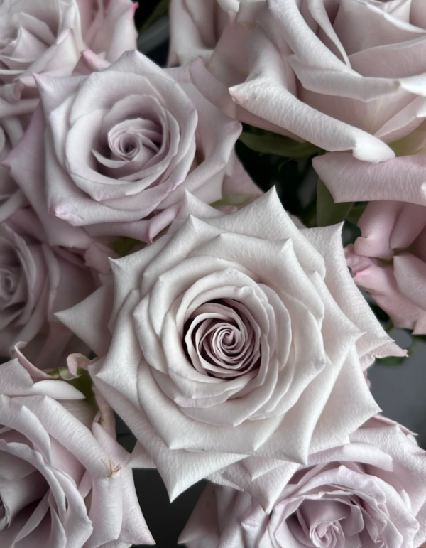 Menta Rose丨Your roses