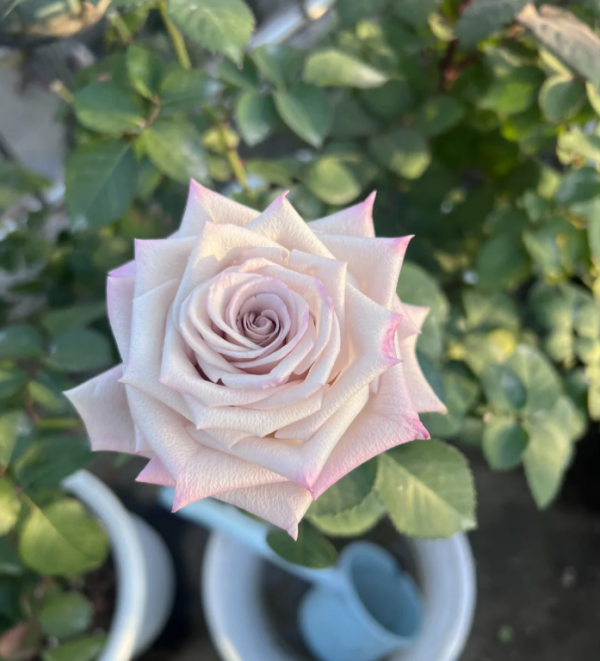 Rose Menta丨Your roses
