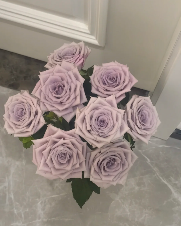 Menta Rose丨Your roses