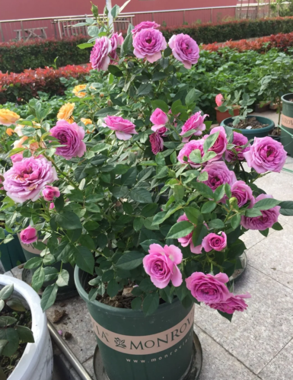 Mercury king terrazza Rose Plant丨Your roses