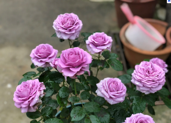 Mercury king terrazza Rose for sale丨Your roses