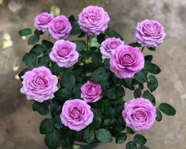 Mercury king terrazza Rose丨Your roses