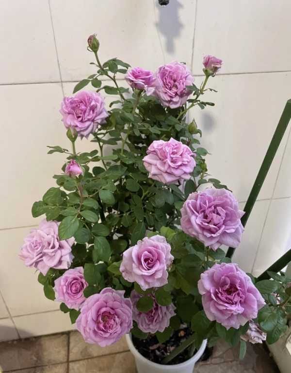 Rose Mercury king terrazza丨Your roses