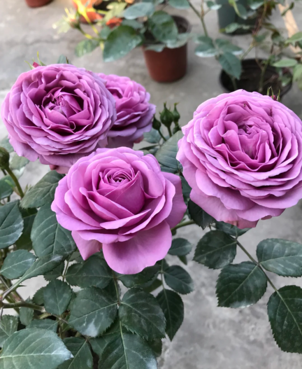 Mercury king terrazza Roses丨Your roses