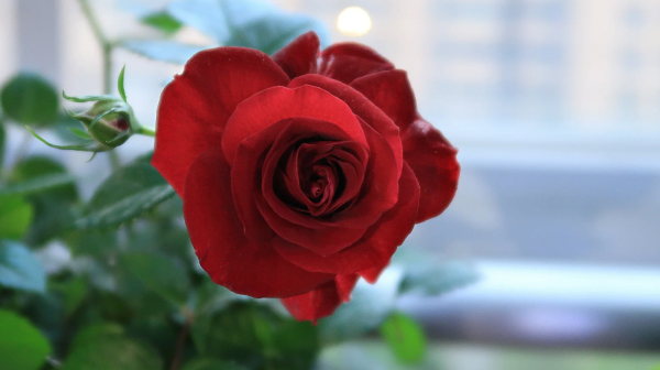 Meteor King Terrazza Roses丨Your roses