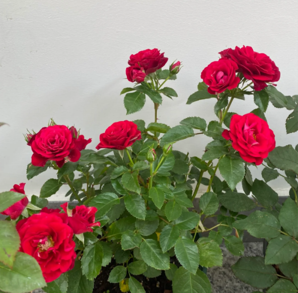 Meteor King Terrazza Rose Plant丨Your roses