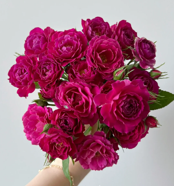 Meteor King Terrazza Rose for sale丨Your roses