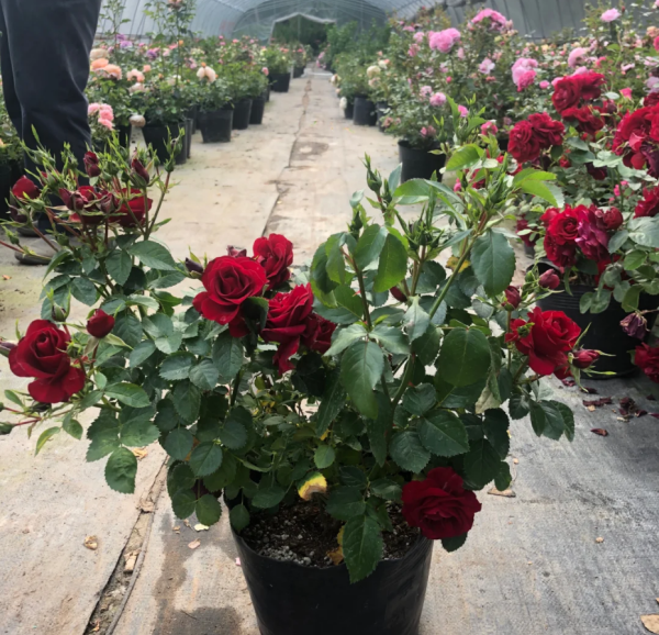 Rose Meteor King Terrazza丨Your roses