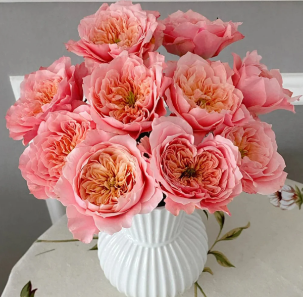 Mikoto Rose plant丨Your roses