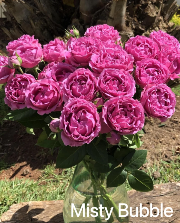Misty Bubbles Rose plant丨Your roses