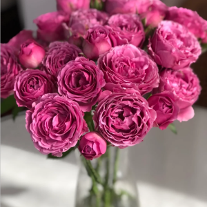 Misty Bubbles Rose丨Your roses