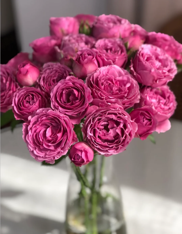 Misty Bubbles Rose丨Your roses