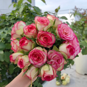 Monroe Rose 丨Your roses