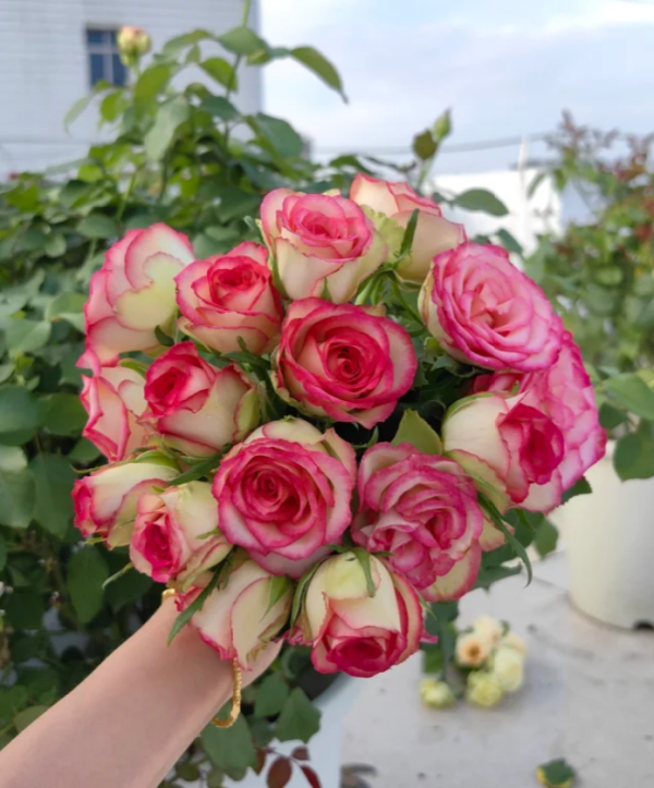 Monroe Rose 丨Your roses