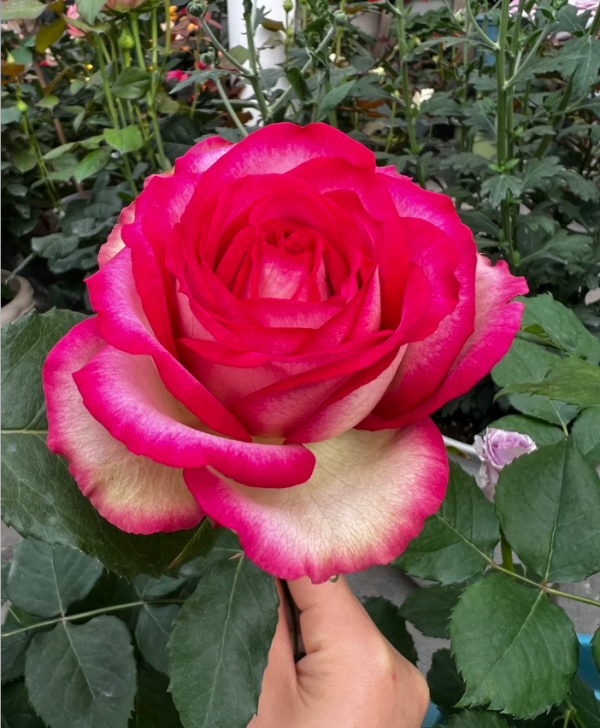 Monroe Rose Plant丨Your roses