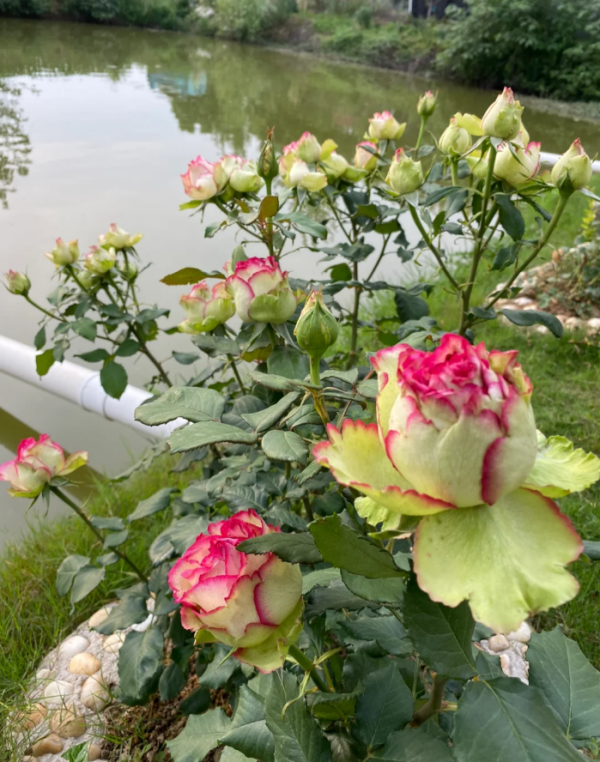 Monroe Rose for sale丨Your roses
